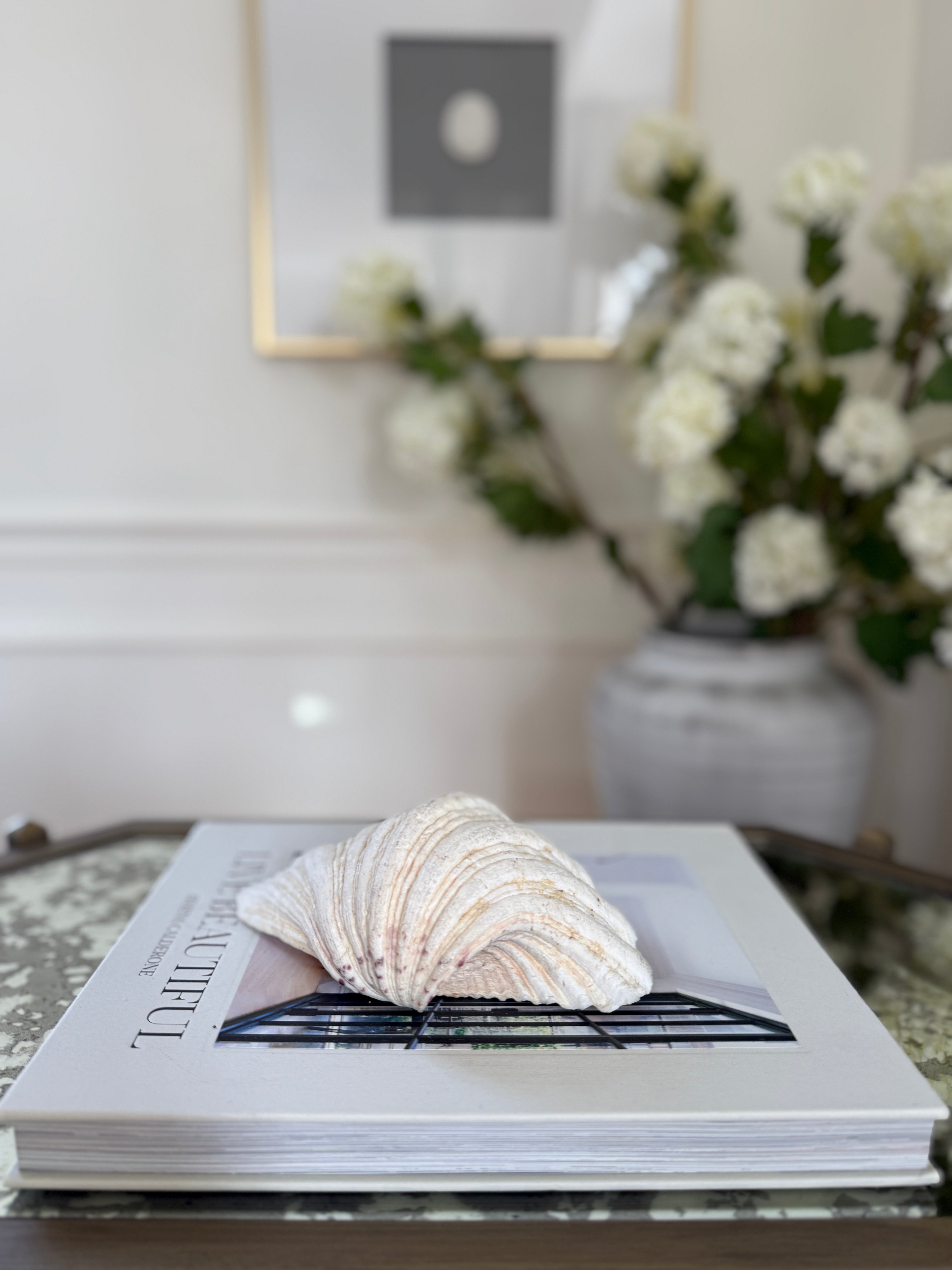 Natural White Clam Shell